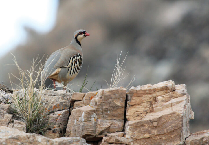 Hunting Chukar